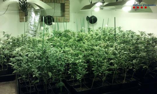 Cop policial contra el cultiu de marihuana a Olivella. Mossos d'Esquadra