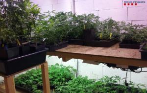 Cop policial contra el cultiu de marihuana a Olivella