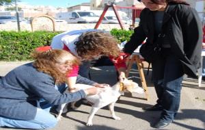 Cubelles ultima la instal·lació d’un correcan municipal. Ajuntament de Cubelles