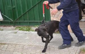 Decomissen quatre gossos de raça perillosa a Sitges per falta d’assegurança i llicència del propietari. Ajuntament de Sitges