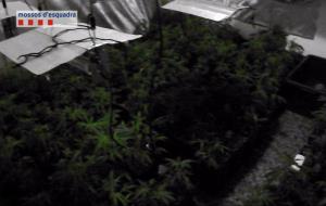 Desarticulada una organització que es dedicava al tràfic internacional de marihuana mitjançant una empresa de transports