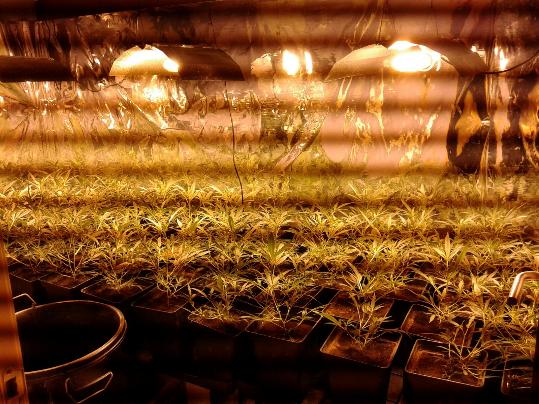 Desmantellen una plantació de marihuana amagada en un pis ocupat del Vendrell. Policia Local del Vendrel