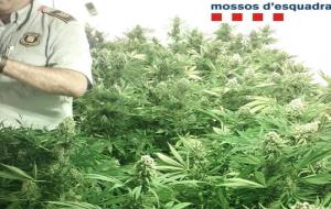 Detenen una parella per cultivar 500 plantes de marihuana al garatge de casa, a Subirats. Mossos d'Esquadra