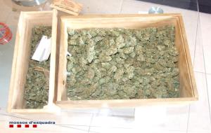 Detingut per cultivar marihuana amagada al soterrani de casa seva a la que s'accedia pel rerefons d’un armari