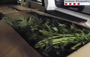 Detingut un home a la C-32 quan transportava 40 quilos de marihuana. Mossos d'Esquadra