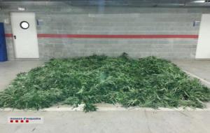 Dispositiu dels Mossos d’Esquadra i els vigilants del municipi d’Olivella ha acabat amb la detenció de tres joves i el comís de més de 2.000 plantes