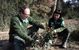 Dos agents rurals agafen una mostra a Lliçà de Vall per calcular la humitat de les plantes . ACN