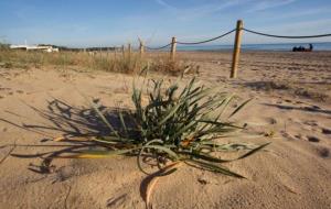 Dunes a les platges mediterrànies . Eix