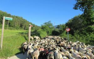 EI Parc del Foix acull el primer Congrés de Transhumància i Camins Ramaders. Diputació de Barcelona