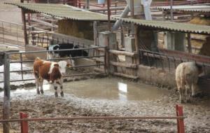 El Col·lectiu Bosc Verd i l'associació de veïns del barri de Cal Farines denuncien la contaminació dels pous d’aigua per les granges de vedells. Bosc 