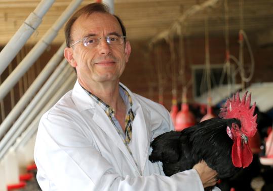 El Concurs de la Raça de la Gallina Penedesenca serà en memorial a Amadeu Francesch. Ajuntament de Vilafranca