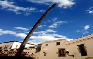 El tronc de la palmera de la plaça de l'Ajuntament de Sitges, després de la ventada de l'11 de gener