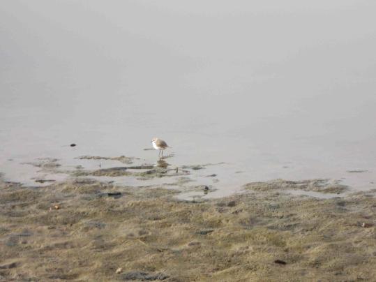 Els ecologistes reclamen la protecció del Corriol camanegre a la platja de Ribes Roges. Kasperi Kukko-Oja