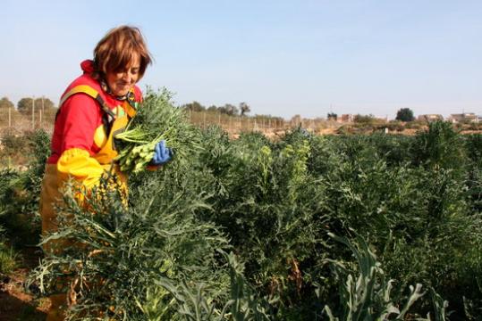 Els productors d'espigalls del Garraf treballen per aconseguir la DOP. ACN