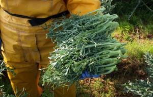 Els productors d'espigalls del Garraf treballen per aconseguir la DOP