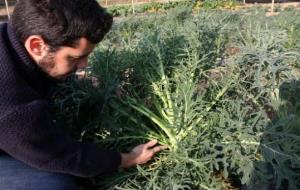 Els productors d'espigalls del Garraf treballen per aconseguir la DOP