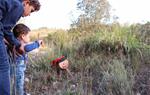 Els Tions de Nadal s'escampen pels boscos de Santa Fe del Penedès. EIX