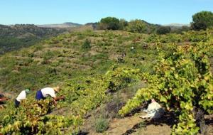 Escena de la verema en el documental 'Priorat', guardonat amb el Premi Vi Català en el 6è Most Festival de Cinema del Vi, la Vinya i el Cava. ACN