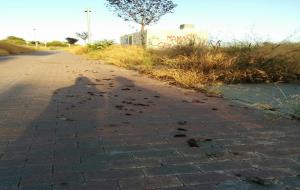 Excrements de gossos