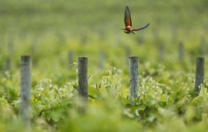 Ferran Grau guanya el IV Ral·li Segura Viudas de Fotografia de Natura. Ferran Grau