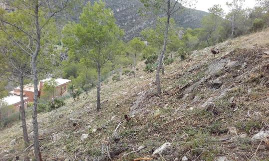 Finalitzen les tasques de prevenció d’incendis forestals a les urbanitzacions de Quint Mar, Llevantina, Montgavina, Rat Penat i Garraf II. Ajuntament 