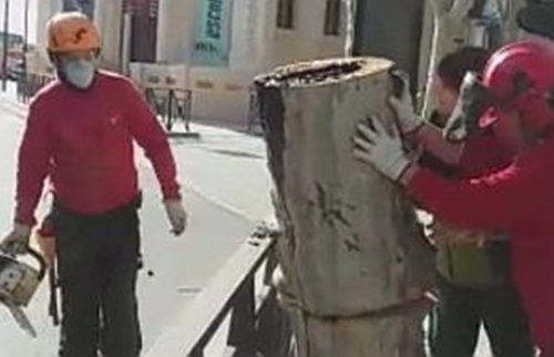 Finalment es retiren 5 arbres de la Rambla del Vendrell per prevenció i seguretat. Ajuntament del Vendrell