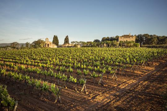 Gran pla general de part de la finca que acaba de comprar Cellers Torres, amb el Castell de la Bleda al fons. Torres