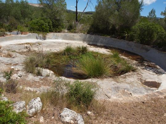 Gripaus, tòtils i serps d'aigua campen a les basses recuperades a Canyelles. Ajuntament de Canyelles