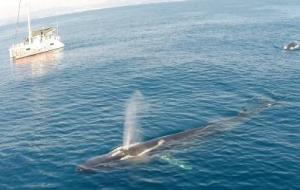 Imatge d'arxiu d'un dels albiraments de balenes a la costa de Vilanova, la primavera de 2015. Edmaktub 