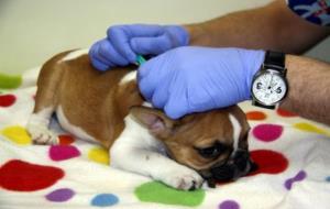 Imatge d'arxiu d'un veterinari vacunant un gos en una clínica de Girona. ACN