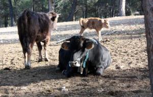 Imatge de dues vaques i un vedell que formen part del projecte 'Aliances per la terra', que promou l'agricultura biodinàmica
