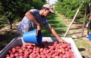 Imatge de la collita del préssec en un camp de la Ribera d'Ebre. ACN