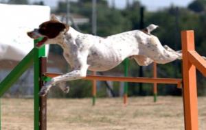 Imatge de l'àrea d’esbarjo per a gossos de Castellar del Vallès. Ajuntament de Castellar