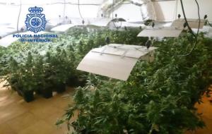 Imatge d'una de les plantacions de marihuana desmantellada per la policia espanyola. Cos Nacional de Policia