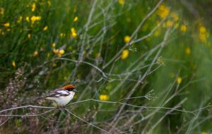 IV Ral·li Segura Viudas de Fotografia de Natura