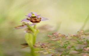 IV Ral·li Segura Viudas de Fotografia de Natura