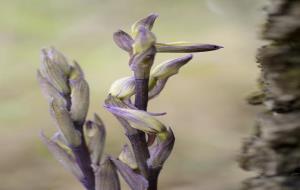 IV Ral·li Segura Viudas de Fotografia de Natura