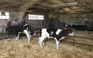 La consellera d'Agricultura, Mertixell Serret, visitant l'explotació lletera La Selvatana. ACN