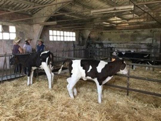 La consellera d'Agricultura, Mertixell Serret, visitant l'explotació lletera La Selvatana. ACN