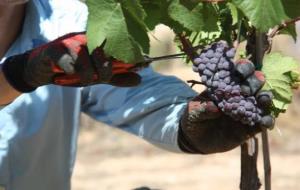 La DO Penedès comença una verema condicionada per la manca de pluges però que es preveu de 