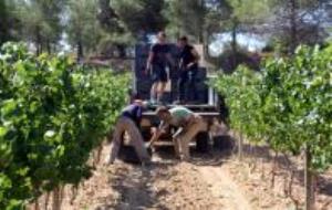 La DO Penedès comença una verema condicionada per la manca de pluges però que es preveu de 