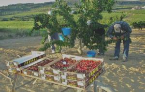 La fruita dolça del Penedès obre la temporada amb les cireres i torna als mercats . ADV de Fruita Dolça 