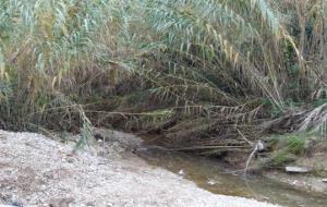 La irregularitat de les pluges i l'acumulació de canyars condicionen els usos del riu Foix. Ramon Filella
