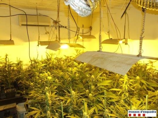 La plantació dels dos detinguts a Santa Oliva en un habitatge de Santa Oliva el 16 de setembre del 2016. Mossos d'Esquadra