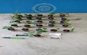 La policia local del Vendrell enxampa un vehicle amb 26 plantes de marihuana . Policia local del Vendrel