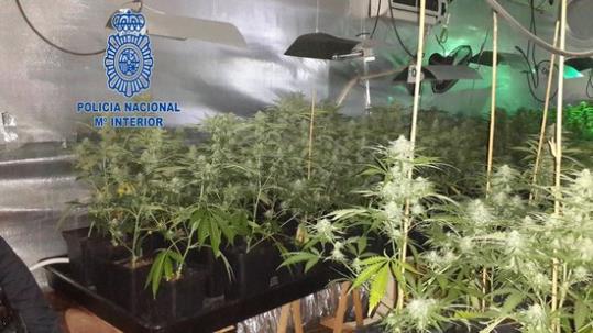 La Policia Nacional decomissa 600 plantes de marihuana a Calafell a una parella de presumptes narcotraficants. Policia Nacional