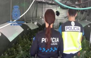 La Policia Nacional decomissa 600 plantes de marihuana a Calafell a una parella de presumptes narcotraficants