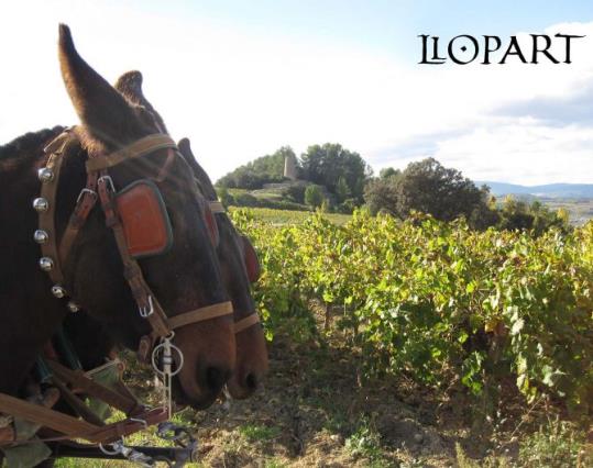 La proposta de Llopart et transporta a la verema del 1887. Institut del Cava