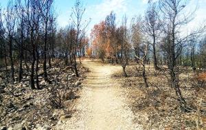 L’actuació de regeneració de l’espai cremat se centrarà en el Parc del Comú, terreny de propietat municipal . Ajuntament de Calafell