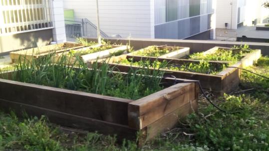 L’hort ecològic “de l’hort, a la taula del Benaprès, en un tres i no res”.. EIX